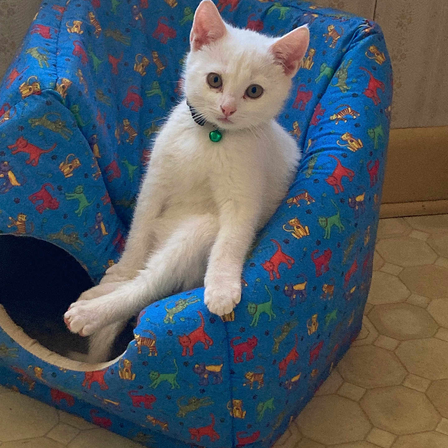 Snowy joined the competition — help win amazing prizes! animal, armchair, cat, chair, couch, furniture, kitten, pet