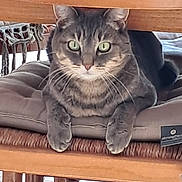 Sushi a rejoint le concours — aidez-le/la à gagner de superbes lots ! animal, cat, chair, close-up, curious, cushion, domestic, feline, furniture, green_eyes, indoor, looking, mammal, paw, pet, relaxed, resting, tabby, whiskers, wooden_furniture