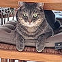 animal, cat, chair, close-up, curious, cushion, domestic, feline, furniture, green_eyes, indoor, looking, mammal, paw, pet, relaxed, resting, tabby, whiskers, wooden_furniture
