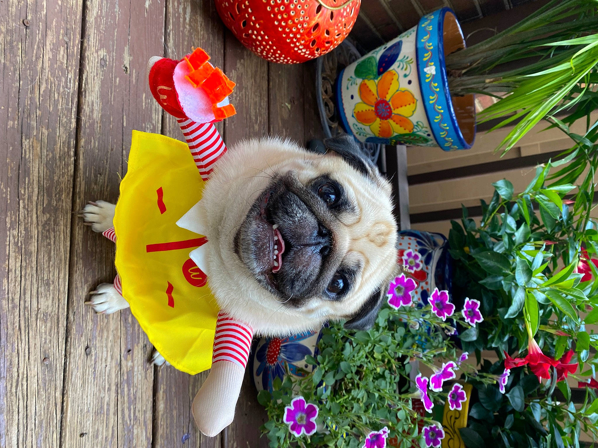 Oliver joined the competition — help win amazing prizes! carnivore, collar, companion_dog, dog, dog_breed, dog_clothes, dog_supply, fawn, flower, grass, mammal, pet_supply, pink, plant, pug, snout, sporting_group, toy_dog, vertebrate, working_animal