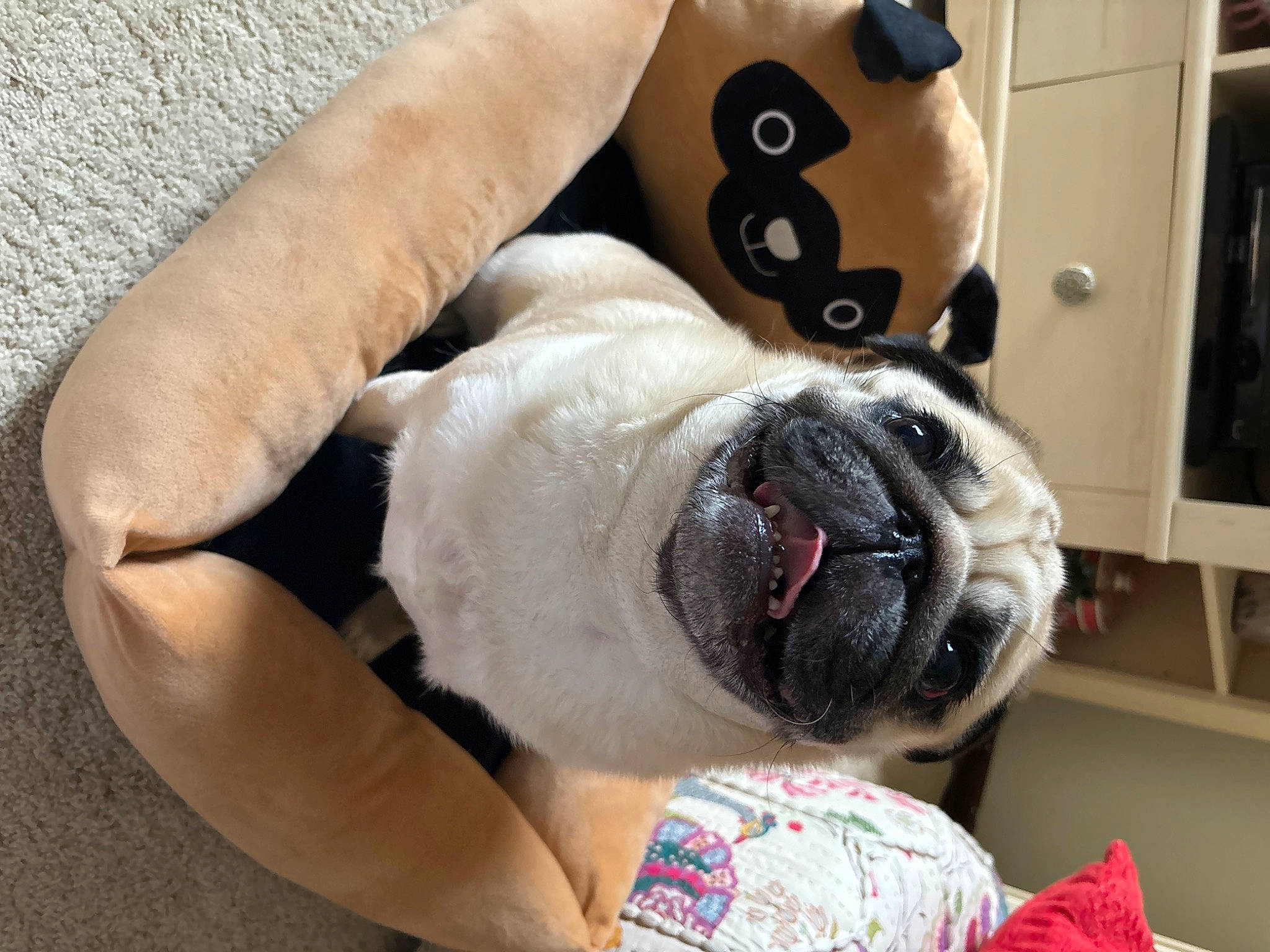 Oliver is registered to the contest to win money with this photo: canidae, carnivore, collar, comfort, companion_dog, dog, dog_breed, dog_collar, fawn, foot, paw, pet_supply, pug, snout, sporting_group, terrestrial_animal, toy_dog, whiskers, working_animal, wrinkle