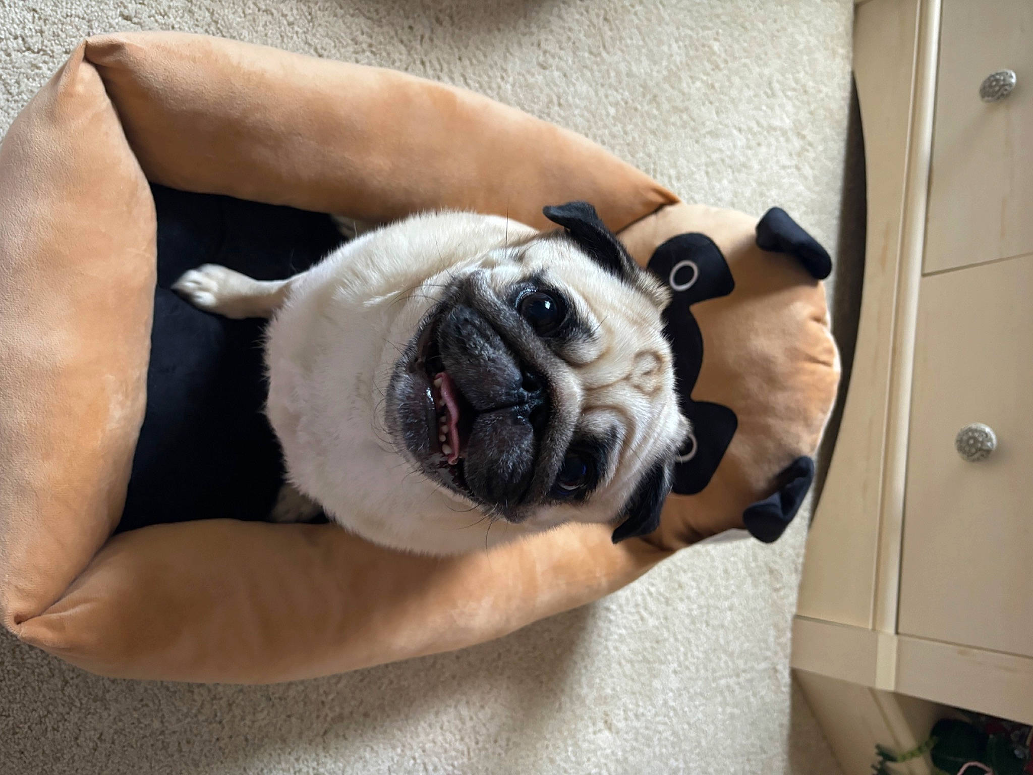 Oliver is registered to the contest to win money with this photo: bulldog, canidae, carnivore, collar, comfort, companion_dog, dog, dog_breed, fawn, flooring, non_sporting_group, pug, snout, sporting_group, terrestrial_animal, toy_dog, working_animal, wrinkle