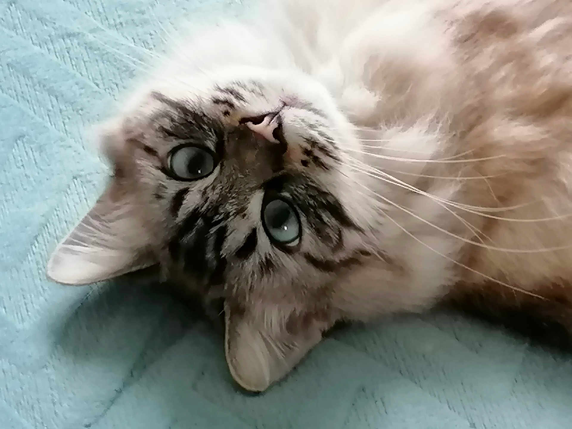 Gyzmo a rejoint le concours — aidez-le/la à gagner de superbes lots ! cat, close_up, fluffy, blue_eyes, whiskers, lying_down, pet, animal, fur, indoor, resting, cute, texture, blanket, portrait, mammal, feline, soft, relaxed, domestic_animal