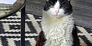 Loki joined the competition — help win amazing prizes! cat, black_and_white, fluffy, sitting, rug, patterned_rug, indoor, living_room, glass_table, tissue_box, wooden_floor, storage_basket, door, carpet, furniture, pet, animal, cozy, home, relaxed