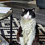 cat, black_and_white, fluffy, sitting, rug, patterned_rug, indoor, living_room, glass_table, tissue_box, wooden_floor, storage_basket, door, carpet, furniture, pet, animal, cozy, home, relaxed