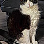 Loki joined the competition — help win amazing prizes! cat, black_and_white, fur, green_eyes, sitting, indoor, rug, patterned_rug, floor, leather_couch, blanket, cozy, pet, domestic_animal, feline, whiskers, ears, tail, natural_light, calm