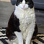 Loki joined the competition — help win amazing prizes! cat, black_and_white, green_eyes, sitting, indoor, rug, patterned_rug, feline, pet, fur, whiskers, ears, paws, home, floor, cozy, portrait, animal, domestic_cat, looking_at_camera