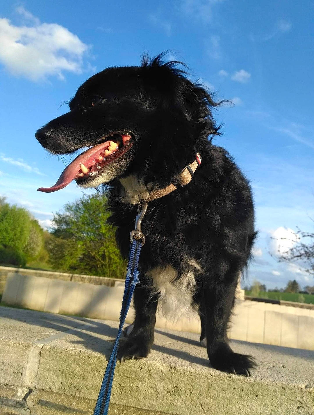 Héliot a rejoint le concours — aidez-le/la à gagner de superbes lots ! boykin_spaniel, canidae, carnivore, dog, dog_breed, dog_walking, leash, portuguese_water_dog, retriever, spanish_water_dog, sporting_group, stabyhoun