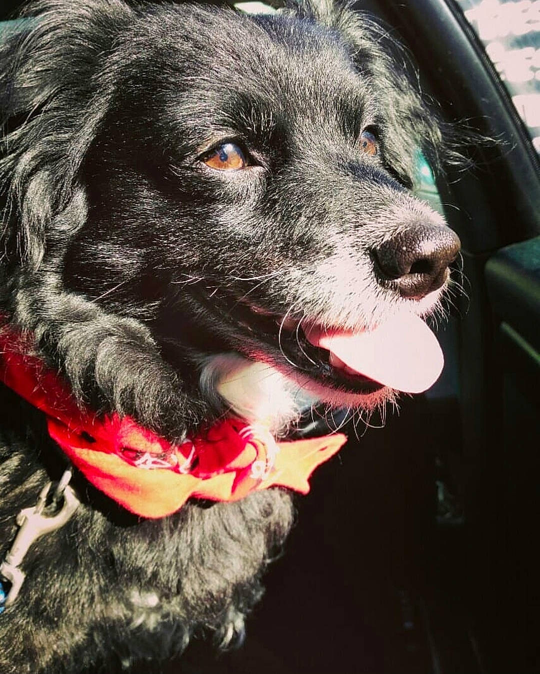 Héliot a rejoint le concours — aidez-le/la à gagner de superbes lots ! border_collie, canidae, carnivore, dog, dog_breed, fur, mammal, nose, puppy, snout, spaniel, sporting_group, whiskers