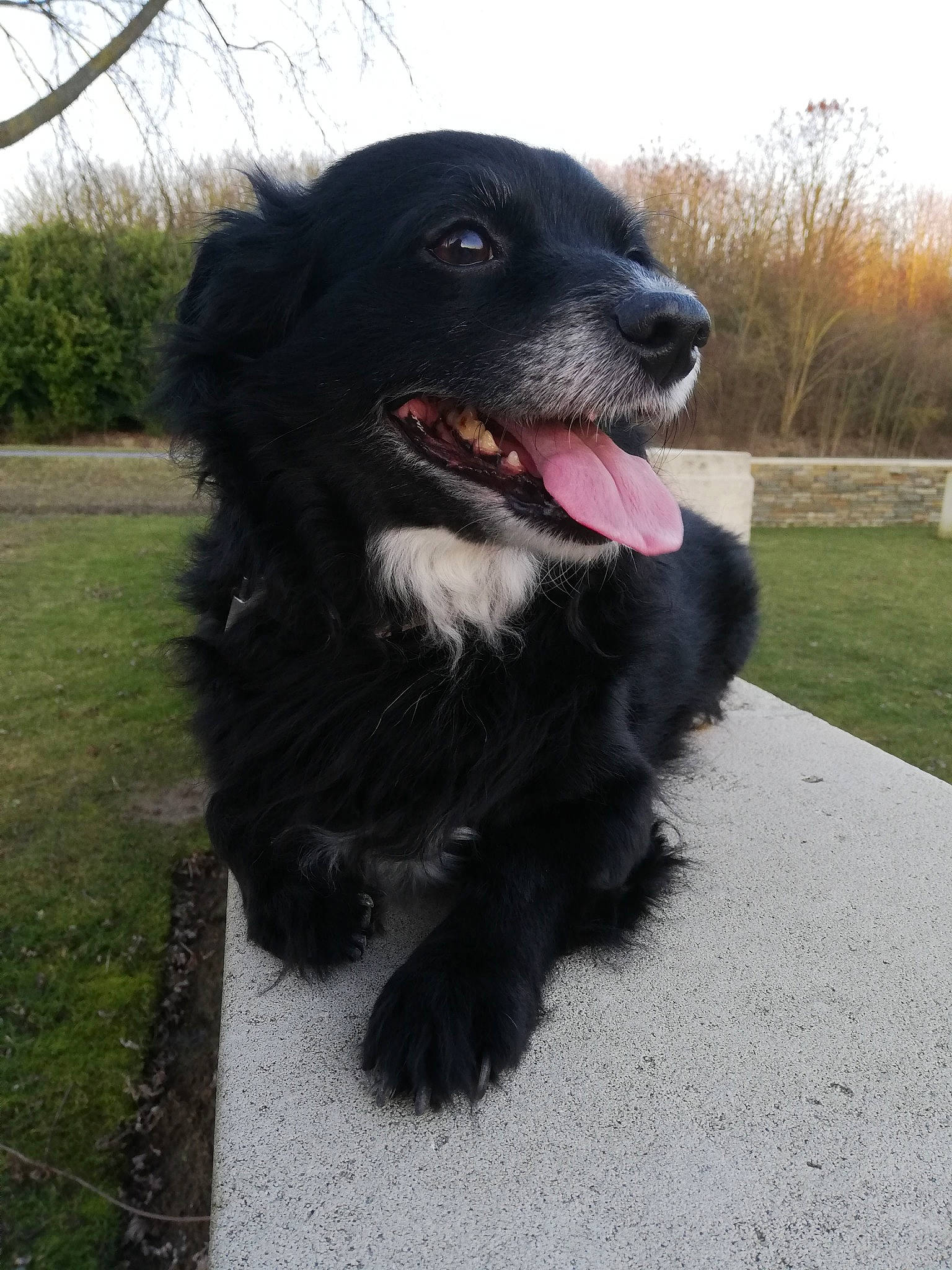 Héliot participe au concours pour gagner de l'argent avec cette photo : borador, border_collie, canidae, carnivore, companion_dog, dog, dog_breed, flat_coated_retriever, guard_dog, hovawart, mammal, newfoundland, rare_breed_dog, snout, sporting_group, vertebrate