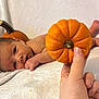 baby, newborn, infant, pumpkin, hand, blanket, orange, skin, lying_down, cute, soft, autumn, fall, small_pumpkin, fingers, head, face, eyes, background, resting
