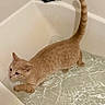 cat, kitten, orange_tabby, water, bathtub, ripples, curious, paw, pet, indoor, exploring, animal, feline, young_cat, bathroom, side_view, playful, cautious, light, shallow_water