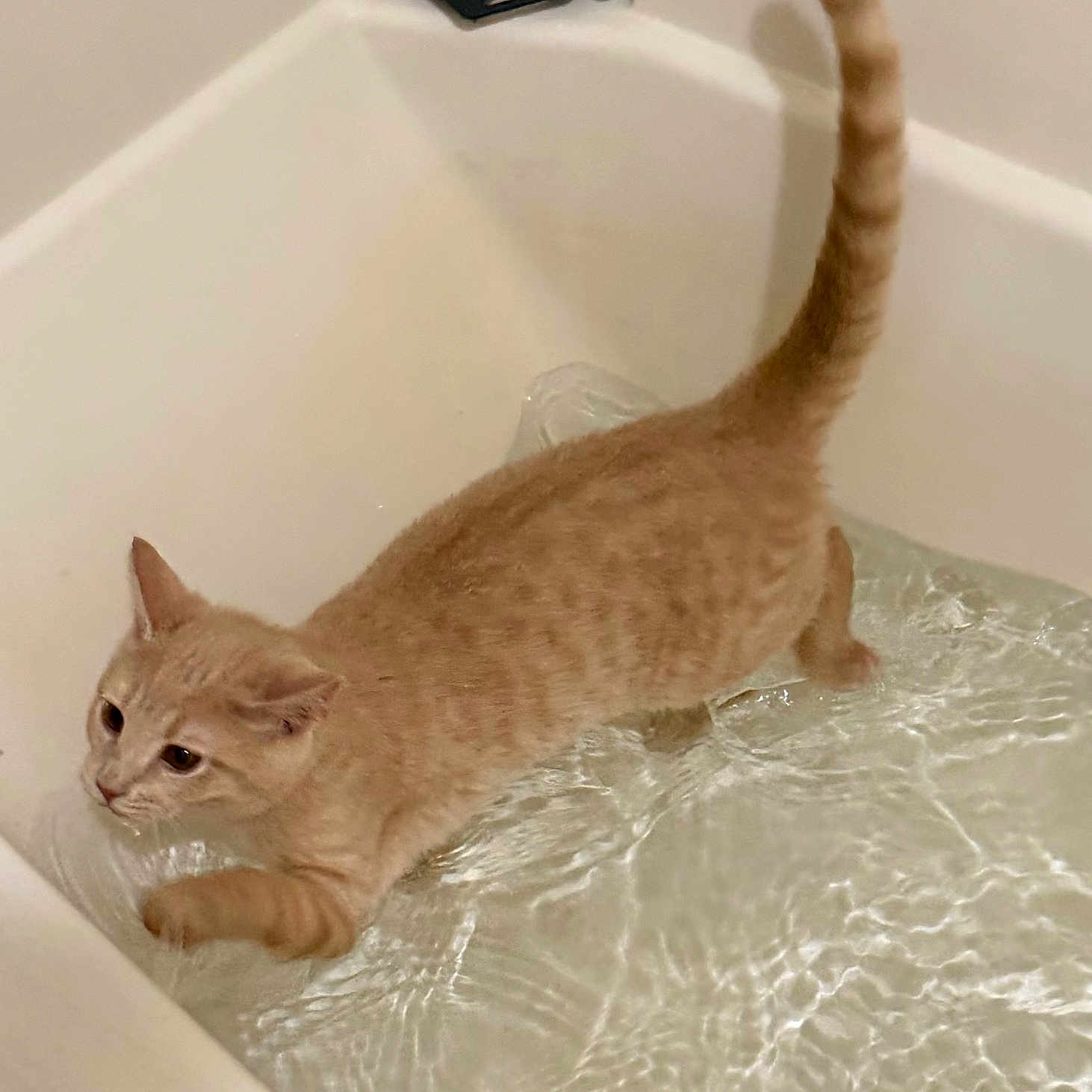 Tucker joined the competition — help win amazing prizes! cat, kitten, orange_tabby, water, bathtub, ripples, curious, paw, pet, indoor, exploring, animal, feline, young_cat, bathroom, side_view, playful, cautious, light, shallow_water