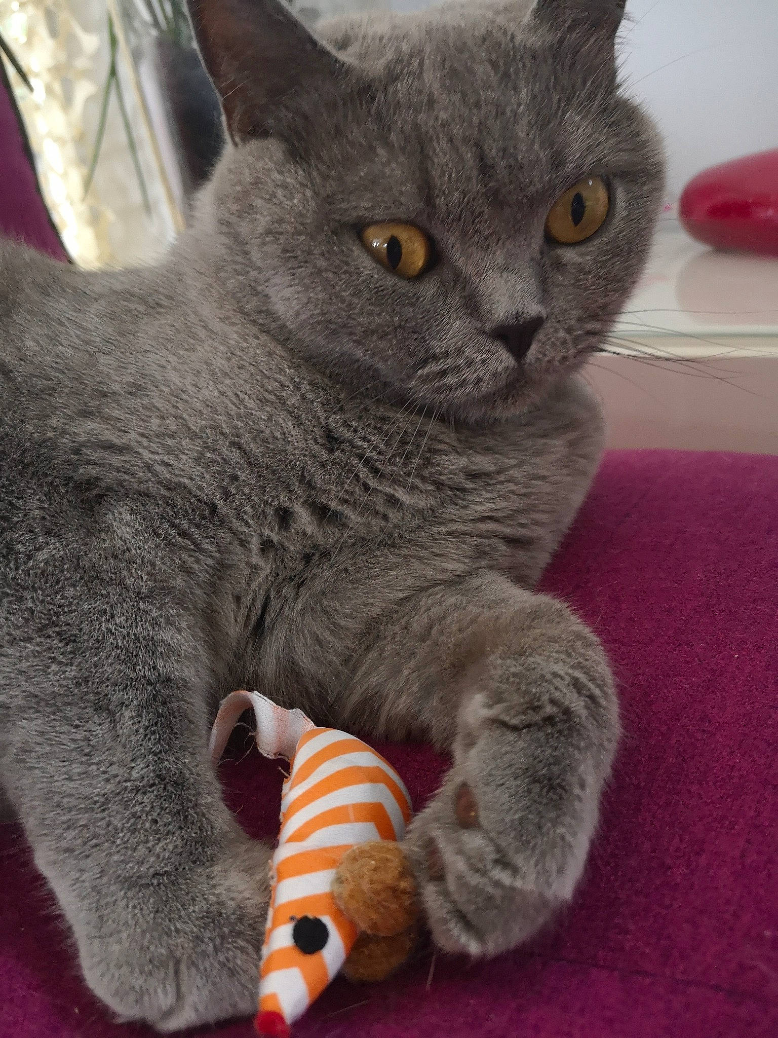 Niobé participe au concours pour gagner de l'argent avec cette photo : carmine, carnivore, cat, cat_supply, claw, comfort, domestic_short_haired_cat, felidae, fur, grey, paw, russian_blue, small_to_medium_sized_cats, snout, stuffed_toy, tail, terrestrial_animal, toy, whiskers