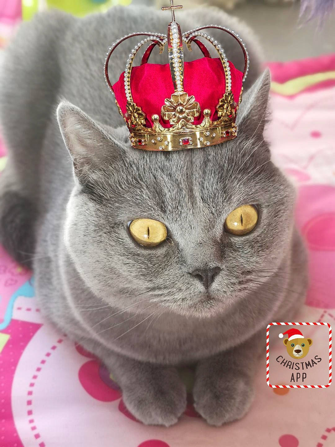 Niobé a rejoint le concours — aidez-le/la à gagner de superbes lots ! carnivore, cat, costume_accessory, costume_hat, crown, domestic_short_haired_cat, event, fashion_accessory, felidae, font, fur, grey, hat, magenta, ornament, plant, small_to_medium_sized_cats, snout, whiskers