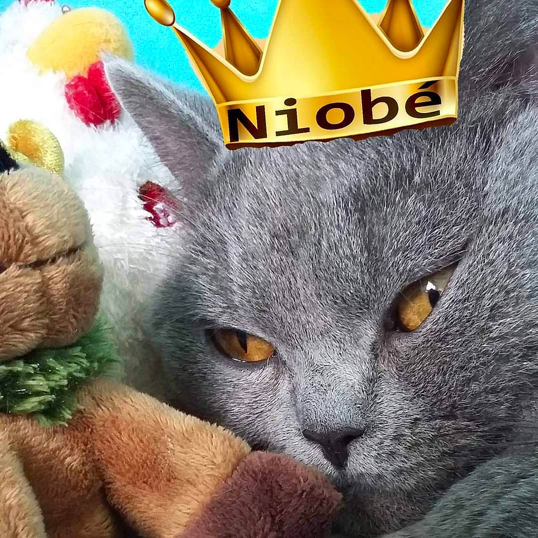 Niobé participe au concours pour gagner de l'argent avec cette photo : art, carnivore, cat, domestic_short_haired_cat, felidae, font, fur, graphics, logo, photo_caption, small_to_medium_sized_cats, snout, stuffed_toy, terrestrial_animal, whiskers