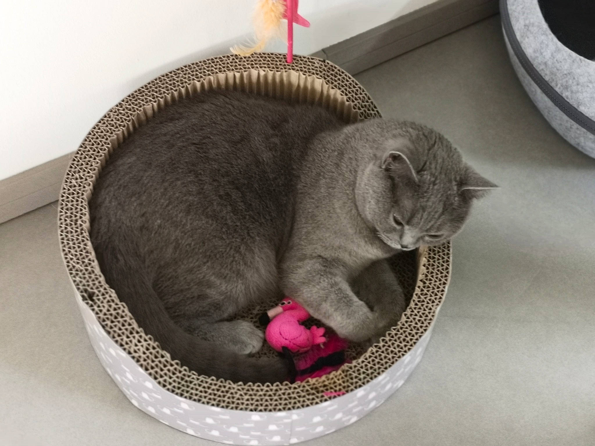 Niobé participe au concours pour gagner de l'argent avec cette photo : art, carnivore, cat, cat_supply, comfort, domestic_short_haired_cat, felidae, fur, grey, paw, pet_food, pet_supply, rodent, serveware, small_to_medium_sized_cats, snout, tail, vegetable, whiskers, window