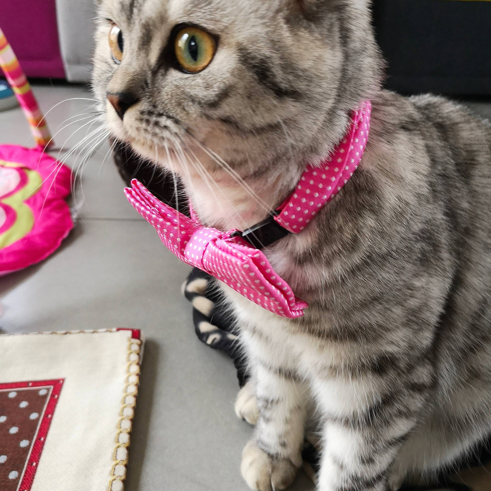 O'Méa participe au concours pour gagner de l'argent avec cette photo : carnivore, cat, collar, domestic_short_haired_cat, event, fashion_accessory, fawn, felidae, fur, glasses, holiday, mammal, pattern, paw, pet_supply, small_to_medium_sized_cats, snout, vertebrate, whiskers, wool