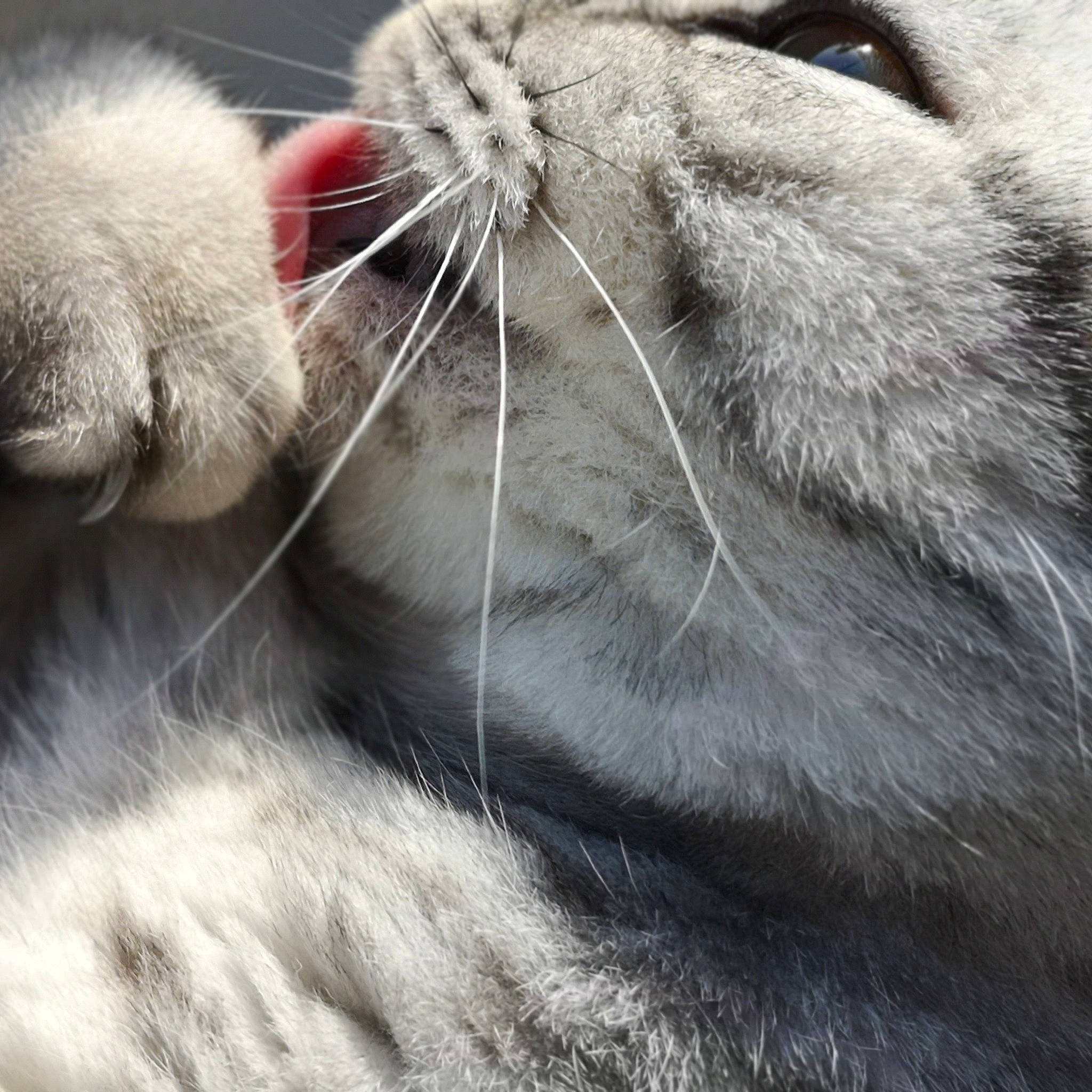 O'Méa participe au concours pour gagner de l'argent avec cette photo : carnivore, cat, claw, close_up, comfort, domestic_short_haired_cat, fang, fawn, felidae, fur, grey, mammal, nap, paw, sleep, small_to_medium_sized_cats, snout, tail, terrestrial_animal, whiskers