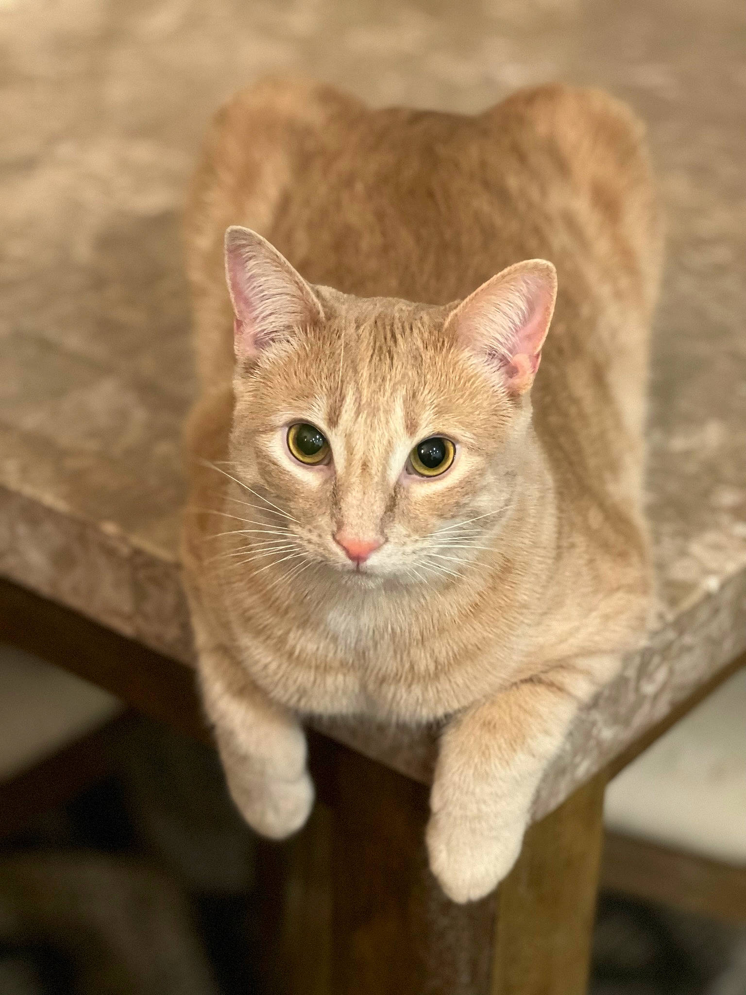 Marlo is registered to the contest to win money with this photo: carnivore, cat, domestic_short_haired_cat, ear, fawn, felidae, fur, plant, small_to_medium_sized_cats, snout, tail, terrestrial_animal, whiskers, wildlife, window, wood