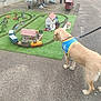 Volga a rejoint le concours — aidez-le/la à gagner de superbes lots ! artificial_grass, blue_vest, curious, dog, human_feet, leash, leash_holder, miniature_train, model_town, outdoor, pavement, person, plastic_toys, side_view, small_buildings, toy_cars, toy_dinosaurs, train_tracks, walking, yellow_dog
