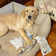 Volga a rejoint le concours — aidez-le/la à gagner de superbes lots ! animal, bed, cozy, dog, dog_bed, ears, fabric, fur, golden_retriever, home, indoor, looking_at_camera, mischief, nose, paw, pet, puppy, resting, shredded_paper, wooden_floor