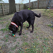 Diesel joined the competition — help win amazing prizes! dog, black_dog, toy, backyard, fence, tree, grass, leaves, outdoor, pet, collar, playing, ground, nature, animal, canine, daylight, yard, sandy_soil, fall