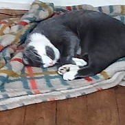 Mimi participe au concours pour gagner de l'argent avec cette photo : cat, sleeping, blanket, plaid, cozy, indoor, pet, fur, resting, animal, cute, whiskers, paw, floor, domestic, feline, nap, soft, relax, home