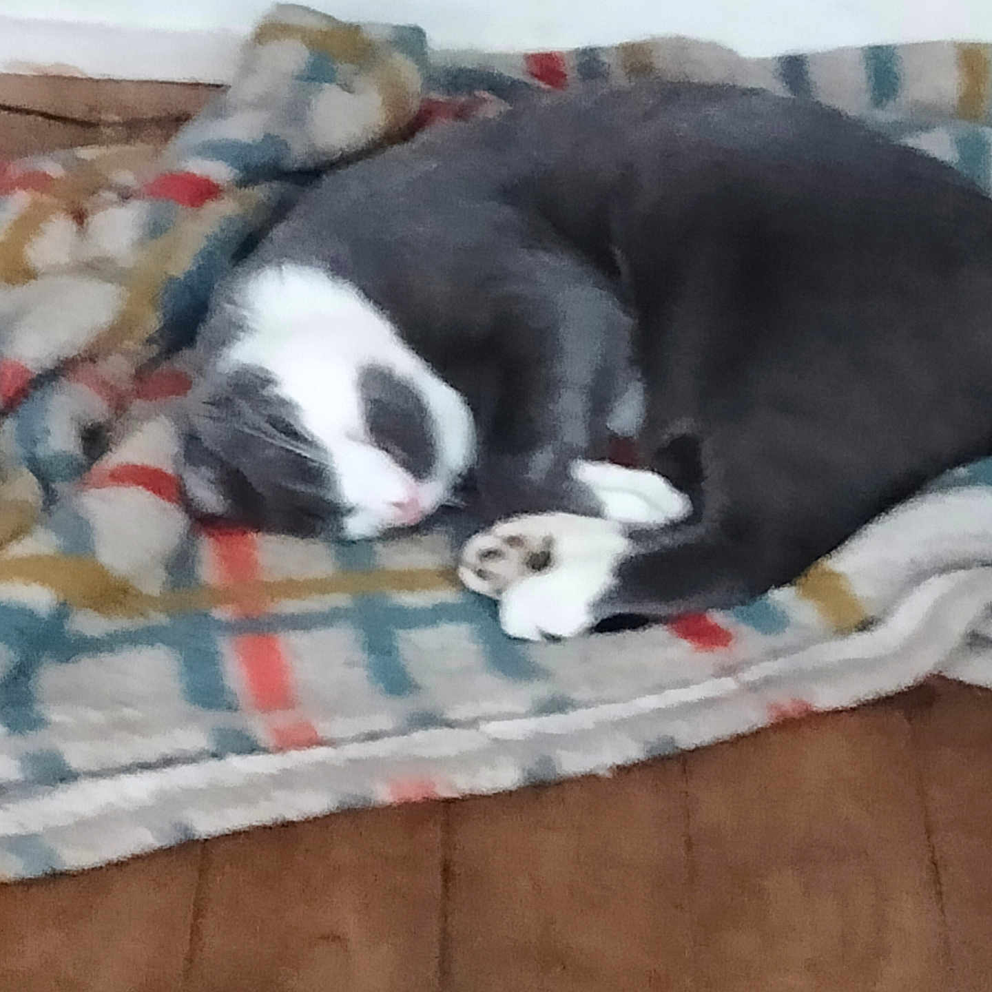 Mimi