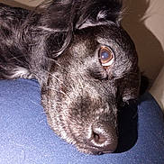 Coopper joined the competition — help win amazing prizes! animal, black_dog, blue_surface, calm, close_up, companion, dog, expression, eye, face, fur, indoor, laying_down, muzzle, nose, pet, portrait, resting, sleepy, whiskers