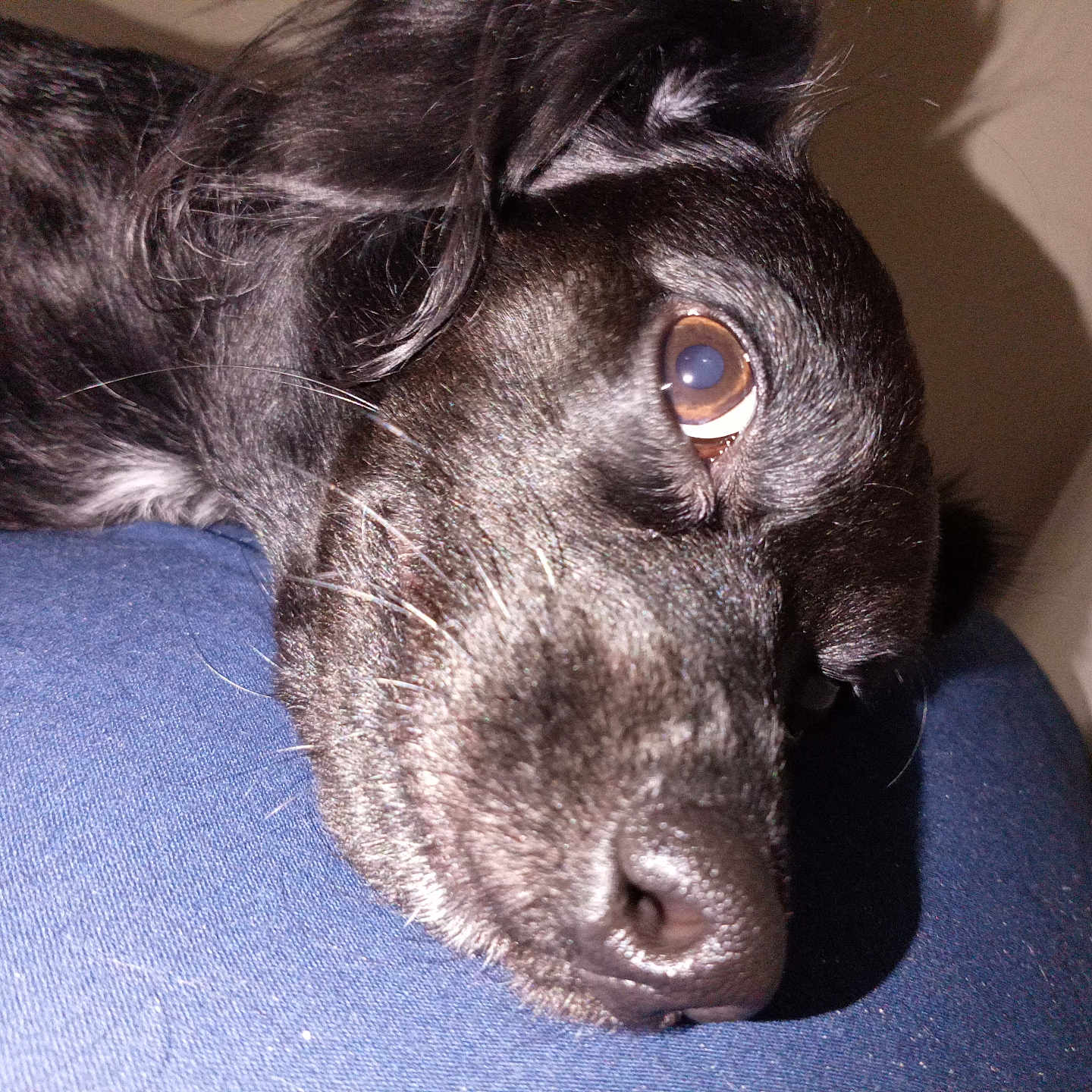 Coopper joined the competition — help win amazing prizes! animal, black_dog, blue_surface, calm, close_up, companion, dog, expression, eye, face, fur, indoor, laying_down, muzzle, nose, pet, portrait, resting, sleepy, whiskers