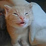 Butters is registered to the contest to win money with this photo: adorable, animal, blanket, cat, closeup, cute, domestic_cat, ears, fur, furry, indoor, kitten, mouth_open, pet, resting, sleepy, snuggled, soft, whiskers, young