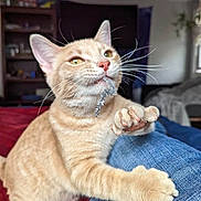 Butters is registered to the contest to win money with this photo: animal, bed, cat, claws, closeup, cozy, curious, cute, denim, fur, furniture, home, indoor, leg, orange_tabby, pet, playful, pounce, toy, whiskers