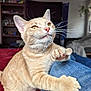 animal, bed, cat, claws, closeup, cozy, curious, cute, denim, fur, furniture, home, indoor, leg, orange_tabby, pet, playful, pounce, toy, whiskers