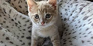 Butters is registered to the contest to win money with this photo: adorable, animal, blanket, cat, cozy, curious, cute, ears, eyes, feline, fur, indoor, kitten, pattern, pet, playful, small, soft, whiskers, young