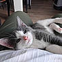 Perle participe au concours pour gagner de l'argent avec cette photo : kitten, cat, pet, animal, indoor, lap, relaxed, white, gray, pink_nose, whiskers, ears, floor, furniture, person, clothing, home, cozy, cute, sleepy
