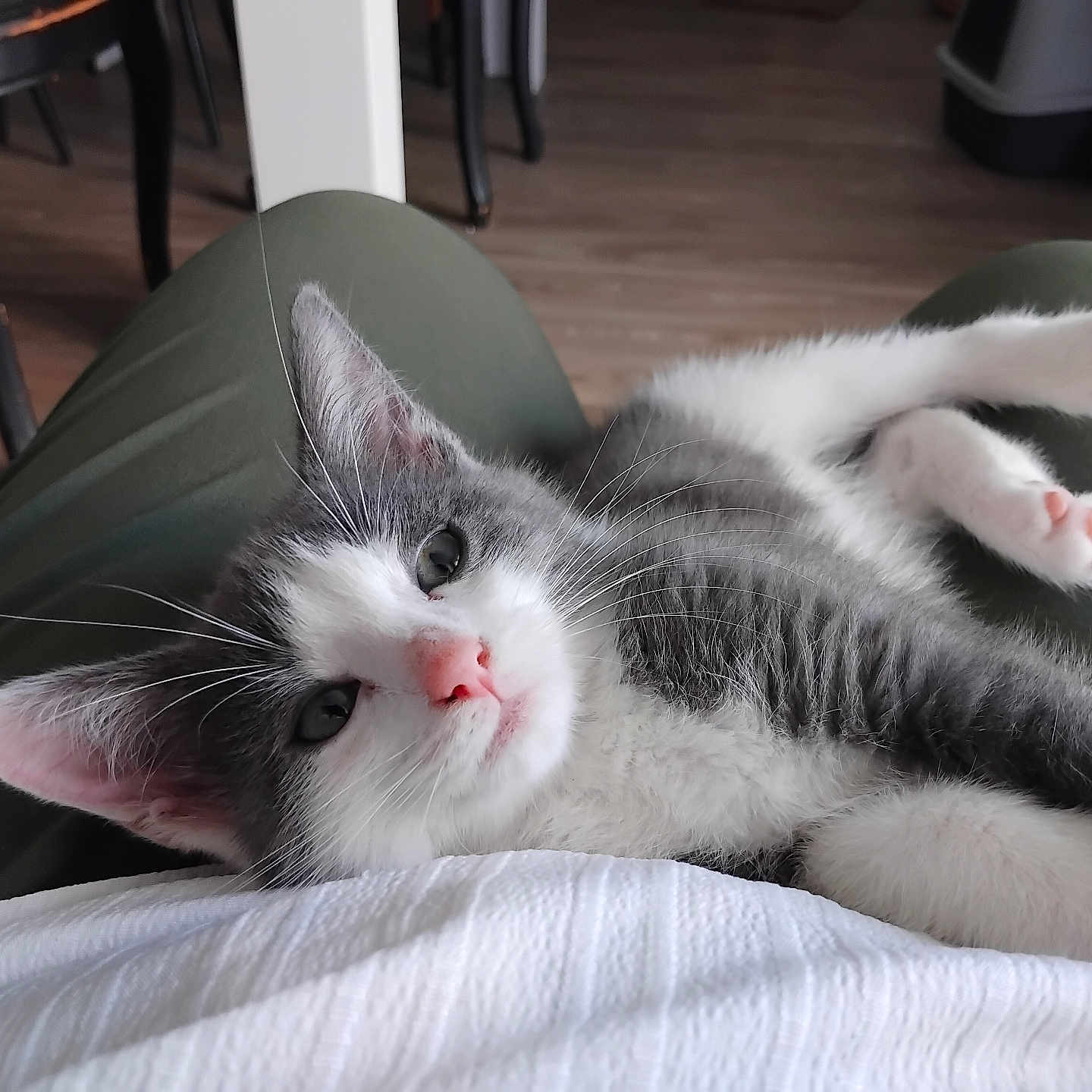 Perle participe au concours pour gagner de l'argent avec cette photo : animal, cat, clothing, cozy, cute, ears, floor, furniture, gray, home, indoor, kitten, lap, person, pet, pink_nose, relaxed, sleepy, whiskers, white