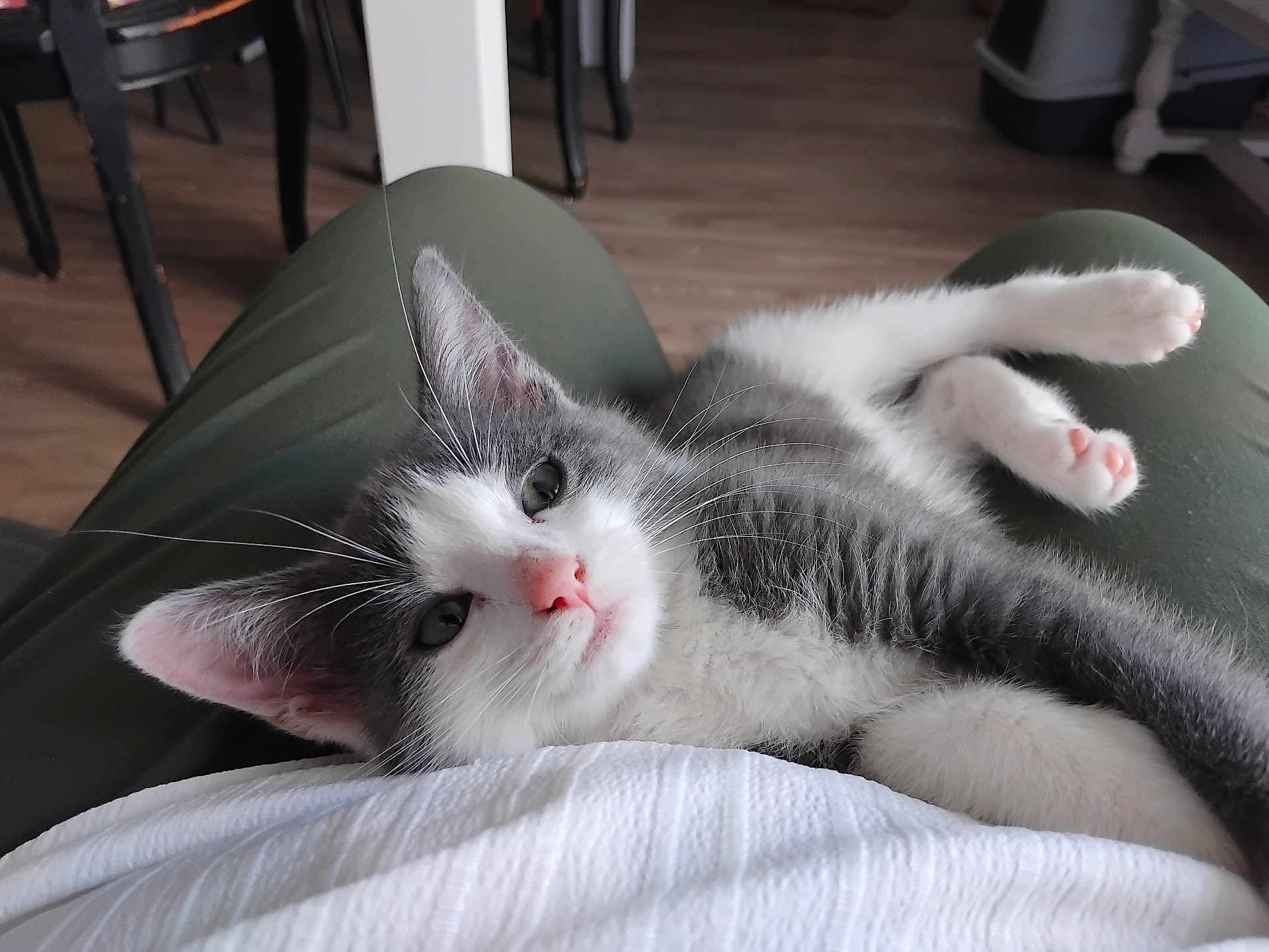 Perle participe au concours pour gagner de l'argent avec cette photo : kitten, cat, pet, animal, indoor, lap, relaxed, white, gray, pink_nose, whiskers, ears, floor, furniture, person, clothing, home, cozy, cute, sleepy