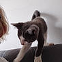 Perle participe au concours pour gagner de l'argent avec cette photo : kitten, cat, gray, white, pet, feline, indoor, sofa, couch, paw, wall, blonde_hair, person_partial, animal, young_cat, furry, cute, home, furniture, motion_blur