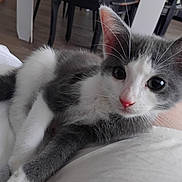 Perle a rejoint le concours — aidez-le/la à gagner de superbes lots ! kitten, cat, gray, white, pet, animal, indoor, floor, furniture, closeup, cute, young, fur, whiskers, ears, eyes, resting, domestic, cozy, soft