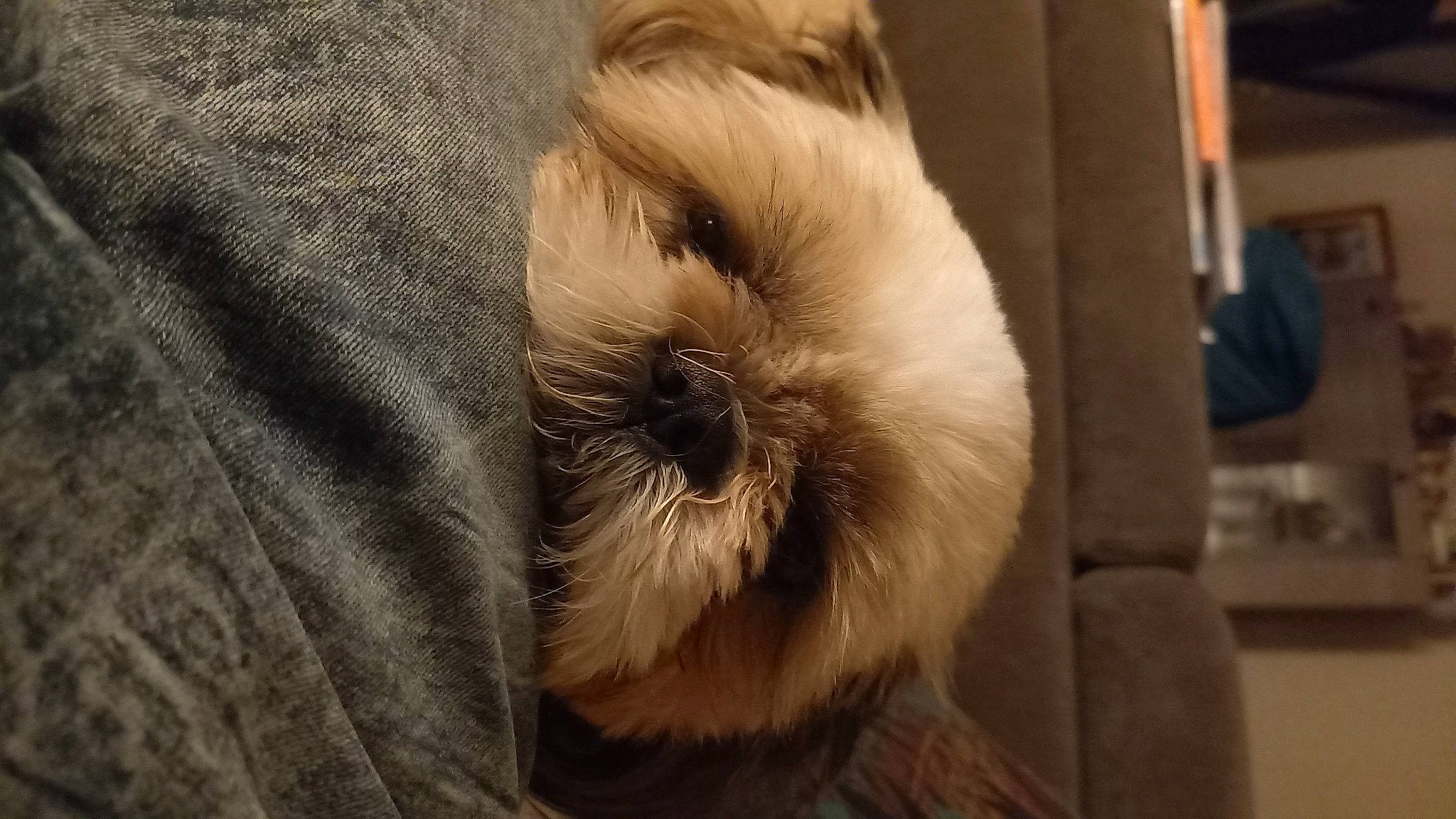 Hachy participe au concours pour gagner de l'argent avec cette photo : canidae, carnivore, comfort, companion_dog, dog, dog_breed, fur, liver, mal_shi, nap, non_sporting_group, shih_tzu, small_terrier, tail, terrestrial_animal, terrier, toy_dog, whiskers, working_animal, wrinkle