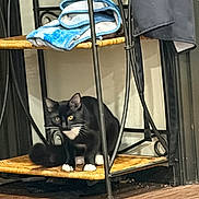 Socks joined the competition — help win amazing prizes! cat, tuxedo_cat, pet, animal, furniture, metal_rack, shelf, towel, blue_towel, clothing, black_clothing, wooden_floor, indoors, household, curious, crouching, whiskers, paws, yellow_eyes, black_and_white