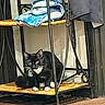cat, tuxedo_cat, pet, animal, furniture, metal_rack, shelf, towel, blue_towel, clothing, black_clothing, wooden_floor, indoors, household, curious, crouching, whiskers, paws, yellow_eyes, black_and_white