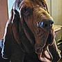 Preacher is registered to the contest to win money with this photo: animal, bloodhound, brown, canine, closeup, companion, dog, domestic, ears, expression, face, fur, house, indoor, looking, mammal, nose, pet, portrait, wrinkles