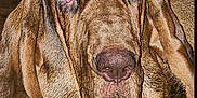 Preacher is registered to the contest to win money with this photo: animal, bloodhound, brown_fur, canine, close_up, companion, dog, domestic_animal, droopy_ears, ears, expression, face, fur_texture, indoors, looking_at_camera, muzzle, nose, pet, portrait, wrinkles