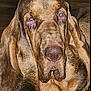 animal, bloodhound, brown_fur, canine, close_up, companion, dog, domestic_animal, droopy_ears, ears, expression, face, fur_texture, indoors, looking_at_camera, muzzle, nose, pet, portrait, wrinkles