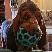 Preacher joined the competition — help win amazing prizes! animal, background, ball, bloodhound, brown, closeup, couch, dog, ears, fur, furniture, home, indoor, living_room, mouth, pet, playful, snout, toy, wrinkles