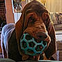 animal, background, ball, bloodhound, brown, closeup, couch, dog, ears, fur, furniture, home, indoor, living_room, mouth, pet, playful, snout, toy, wrinkles
