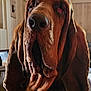 Preacher is registered to the contest to win money with this photo: animal, bloodhound, brown, canine, close_up, companion, dog, domestic_animal, droopy_ears, ears, expression, face, fur, indoor, large_ears, muzzle, nose, pet, portrait, wrinkles