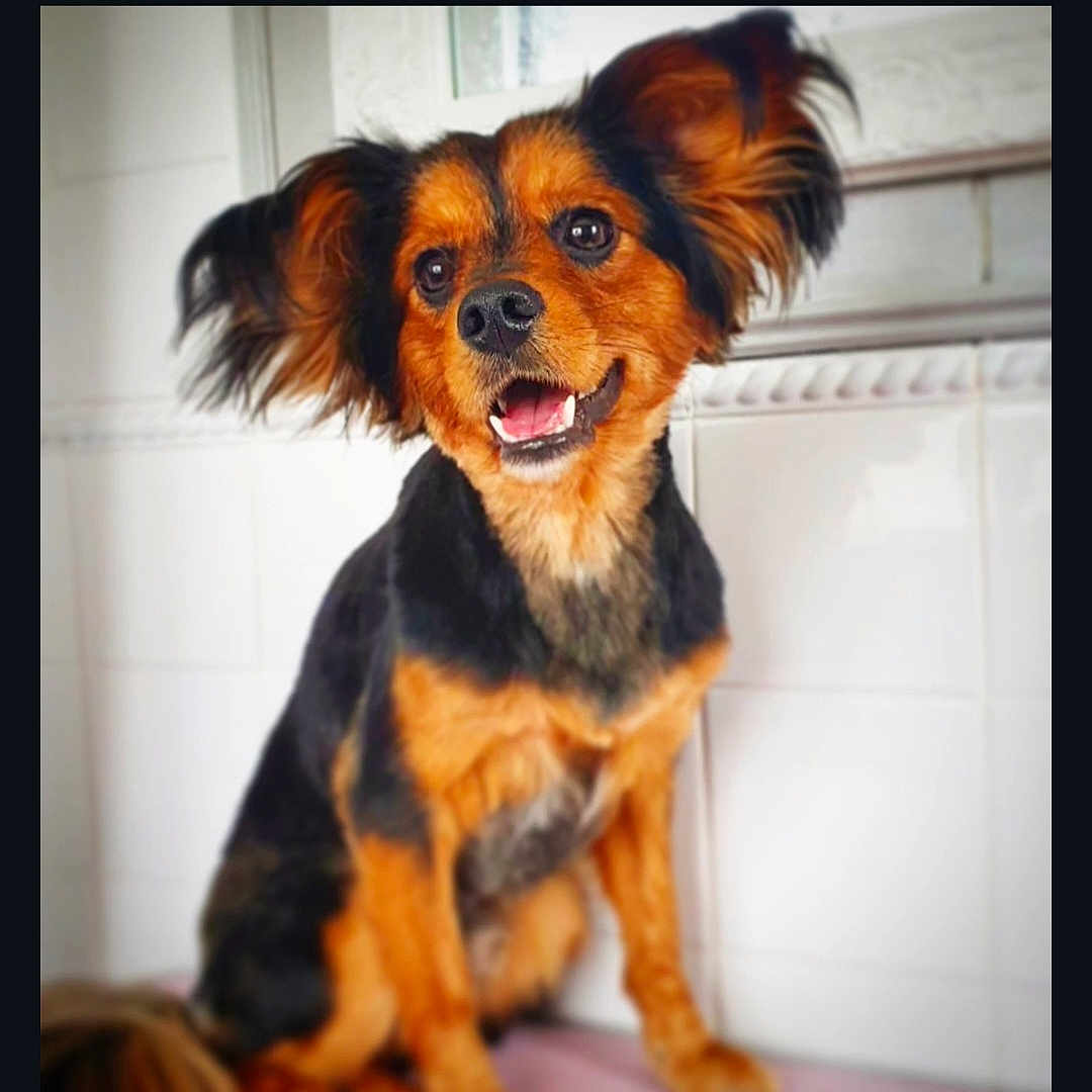 Niklaus is registered to the contest to win money with this photo: animal, bodypart, canine, chihuahua, cockerspaniel, dog, face, germanshepherd, head, hound, mouth, papillon, person, pet, photography, poodle, portrait, puppy, snout, terrier
